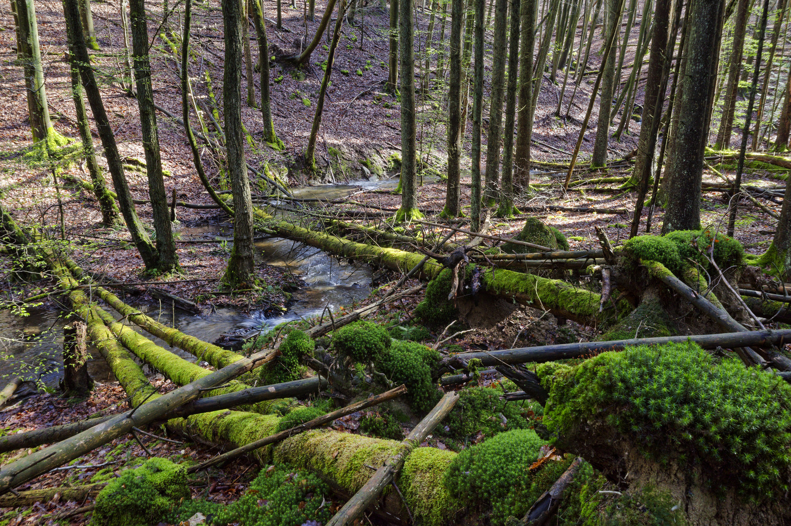 Waldmotive, hier: Frühlingsimpressionen in einer Naturwaldzelle (2)