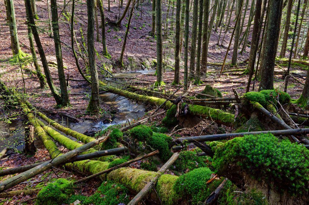 Waldmotive, hier: Frühlingsimpressionen in einer Naturwaldzelle (2)