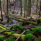 Waldmotive, hier: Frühlingsimpressionen in einer Naturwaldzelle (2)