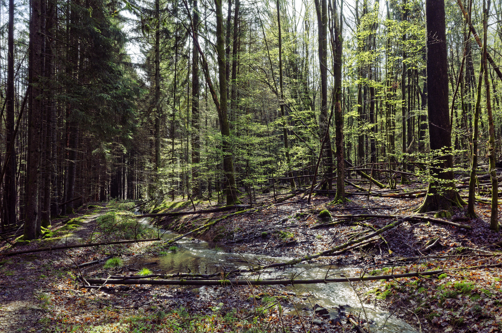 Waldmotive, hier: Frühlingsimpressionen in einer Naturwaldzelle (3)