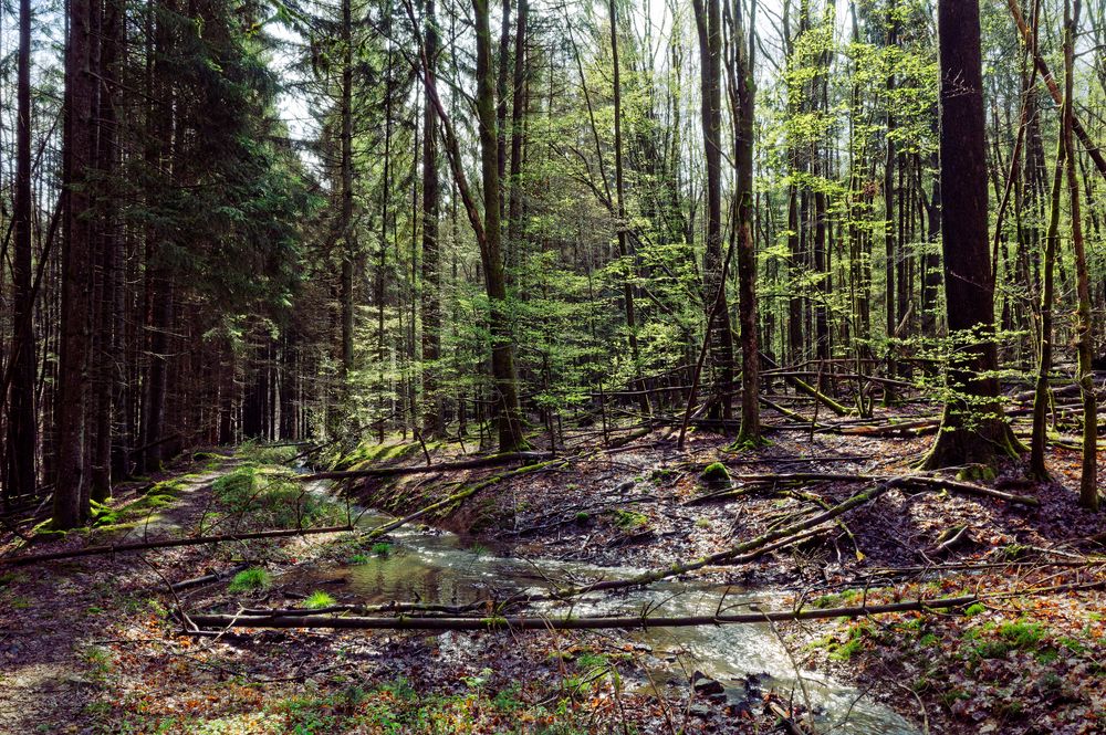 Waldmotive, hier: Frühlingsimpressionen in einer Naturwaldzelle (3)