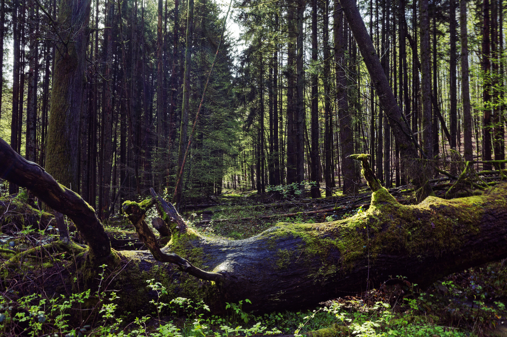 Waldmotive, hier: Frühlingsimpressionen in einer Naturwaldzelle (4)