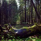 Waldmotive, hier: Frühlingsimpressionen in einer Naturwaldzelle (4)