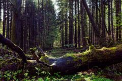 Waldmotive, hier: Frühlingsimpressionen in einer Naturwaldzelle (4)