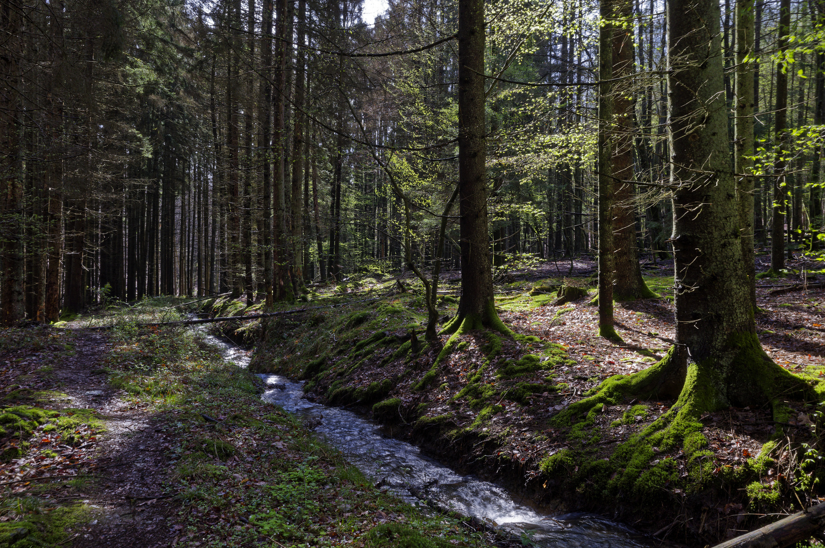 Waldmotive, hier: Frühlingsimpressionen in einer Naturwaldzelle (5)