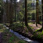 Waldmotive, hier: Frühlingsimpressionen in einer Naturwaldzelle (5)