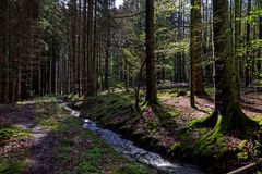 Waldmotive, hier: Frühlingsimpressionen in einer Naturwaldzelle (5)