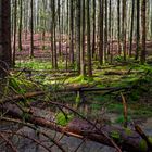 Waldmotive, hier: Frühlingsimpressionen in einer Naturwaldzelle (6)