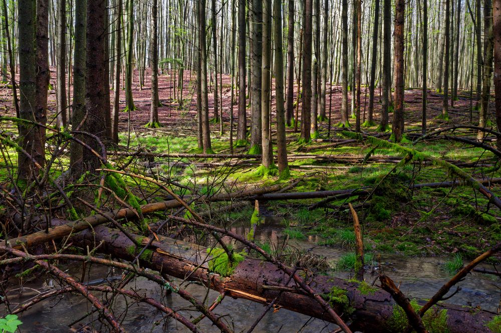 Waldmotive, hier: Frühlingsimpressionen in einer Naturwaldzelle (6)