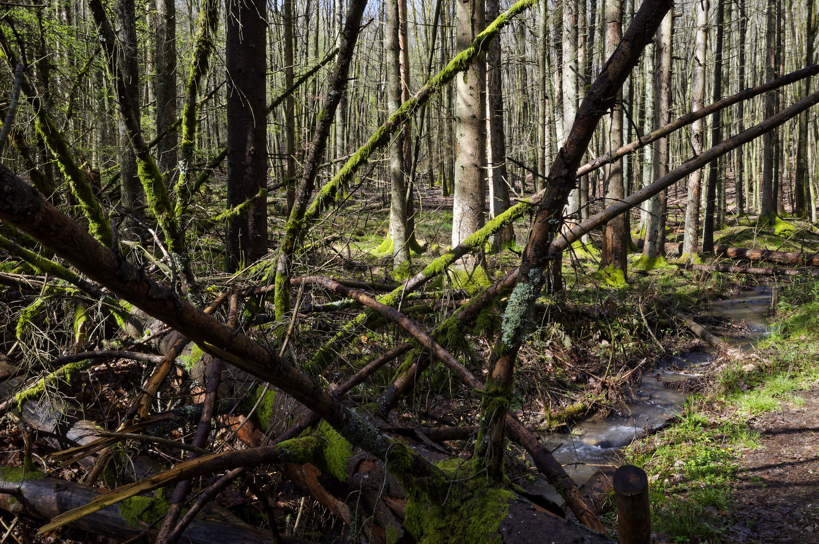 Waldmotive, hier: Frühlingsimpressionen in einer Naturwaldzelle
