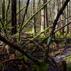 Waldmotive, hier: Frühlingsimpressionen in einer Naturwaldzelle