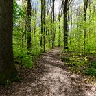 Waldmotive, hier: Frühlingssonne im Laubwald