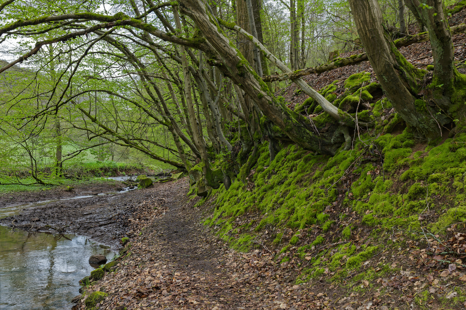 Waldmotive, hier: Frühlingsstart am Lautenbach (10)