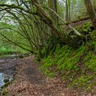 Waldmotive, hier: Frühlingsstart am Lautenbach (10)