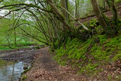 Waldmotive, hier: Frühlingsstart am Lautenbach (10)