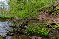 Waldmotive, hier: Frühlingsstart am Lautenbach (11)