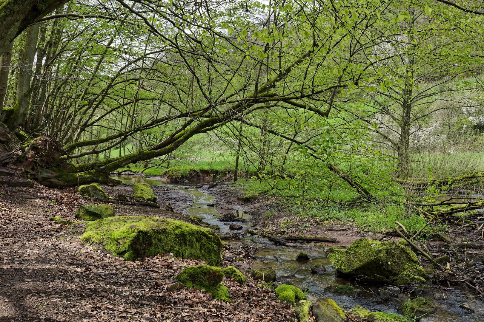 Waldmotive, hier: Frühlingsstart am Lautenbach (12)