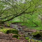 Waldmotive, hier: Frühlingsstart am Lautenbach (12)