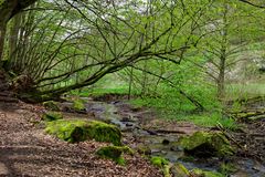 Waldmotive, hier: Frühlingsstart am Lautenbach (12)