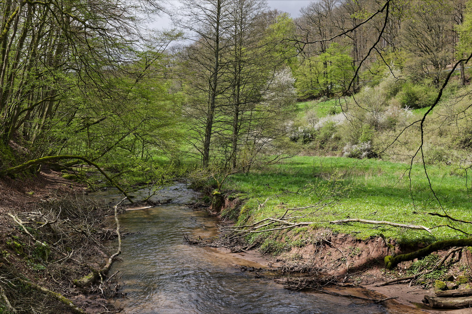 Waldmotive, hier: Frühlingsstart am Lautenbach (13)