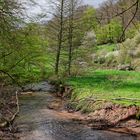 Waldmotive, hier: Frühlingsstart am Lautenbach (13)