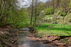 Waldmotive, hier: Frühlingsstart am Lautenbach (13)