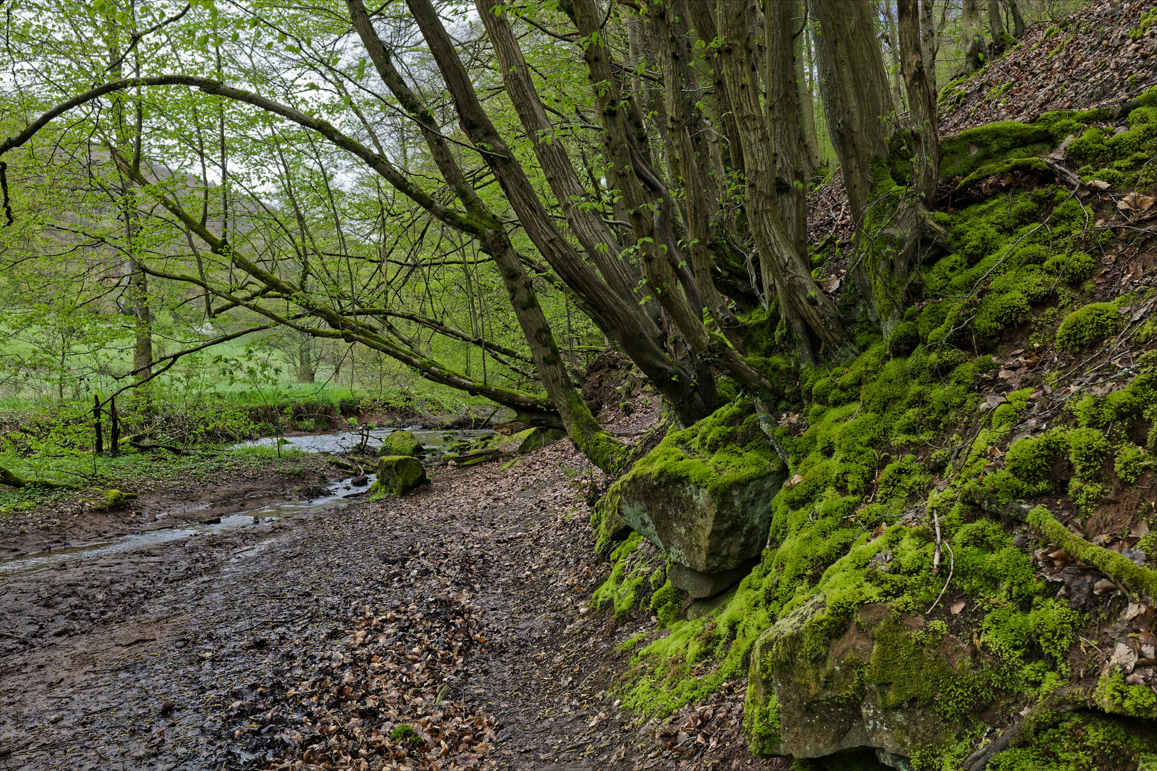 Waldmotive, hier: Frühlingsstart am Lautenbach (14)