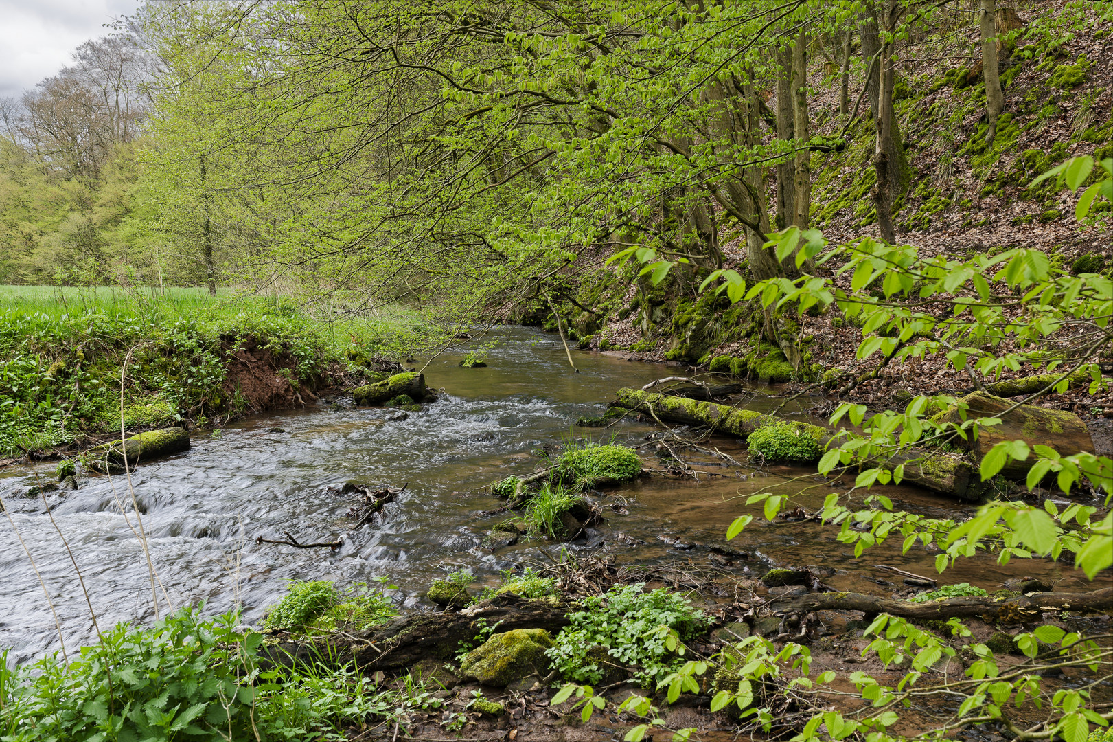 Waldmotive, hier: Frühlingsstart am Lautenbach (15)