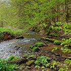 Waldmotive, hier: Frühlingsstart am Lautenbach (15)