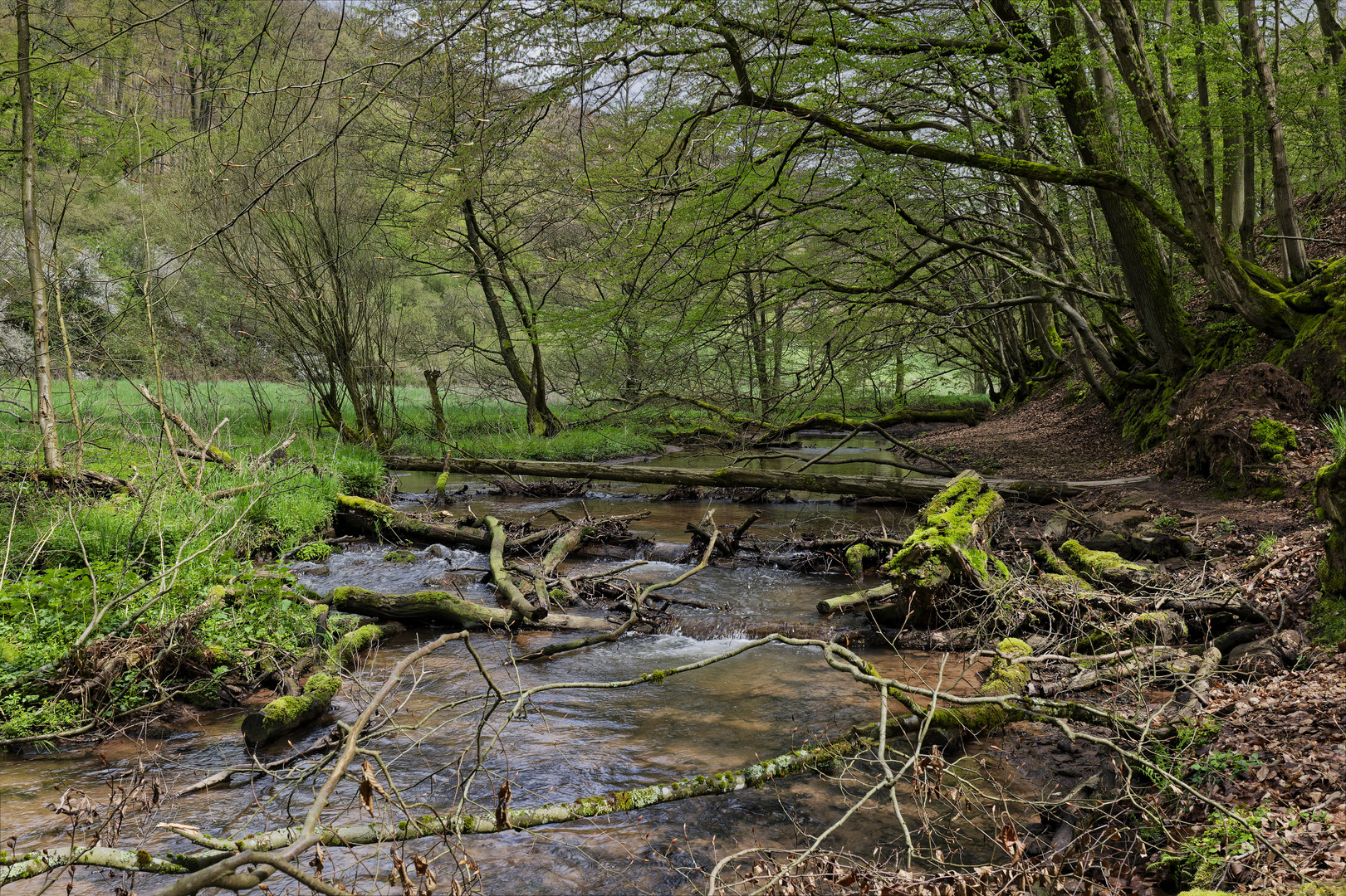 Waldmotive, hier: Frühlingsstart am Lautenbach (16)