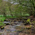 Waldmotive, hier: Frühlingsstart am Lautenbach (16)