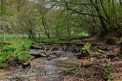 Waldmotive, hier: Frühlingsstart am Lautenbach (16)