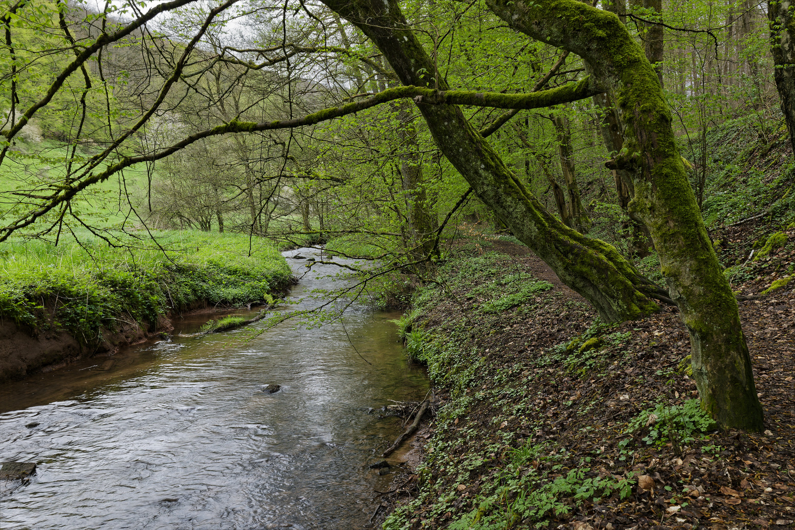 Waldmotive, hier: Frühlingsstart am Lautenbach (17)