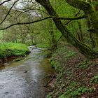 Waldmotive, hier: Frühlingsstart am Lautenbach (17)