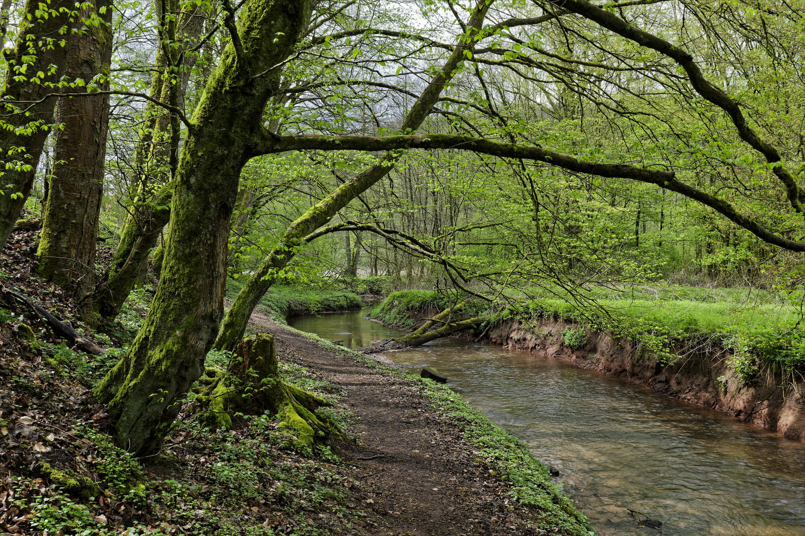 Waldmotive, hier: Frühlingsstart am Lautenbach (2)