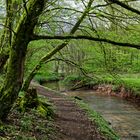 Waldmotive, hier: Frühlingsstart am Lautenbach (2)