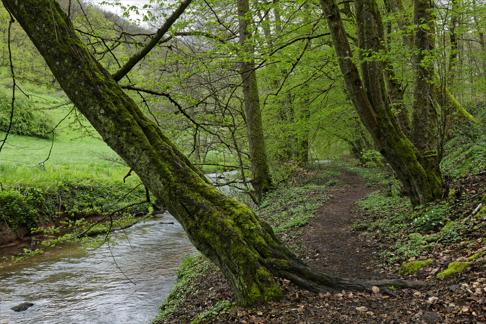 Waldmotive, hier: Frühlingsstart am Lautenbach (3)