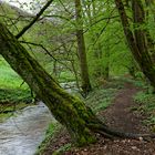 Waldmotive, hier: Frühlingsstart am Lautenbach (3)