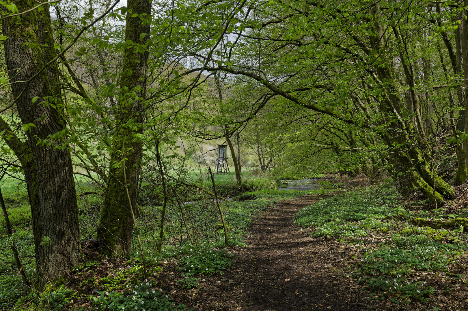 Waldmotive, hier: Frühlingsstart am Lautenbach (4)