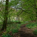 Waldmotive, hier: Frühlingsstart am Lautenbach (4)