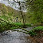 Waldmotive, hier: Frühlingsstart am Lautenbach (5)