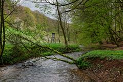 Waldmotive, hier: Frühlingsstart am Lautenbach (5)