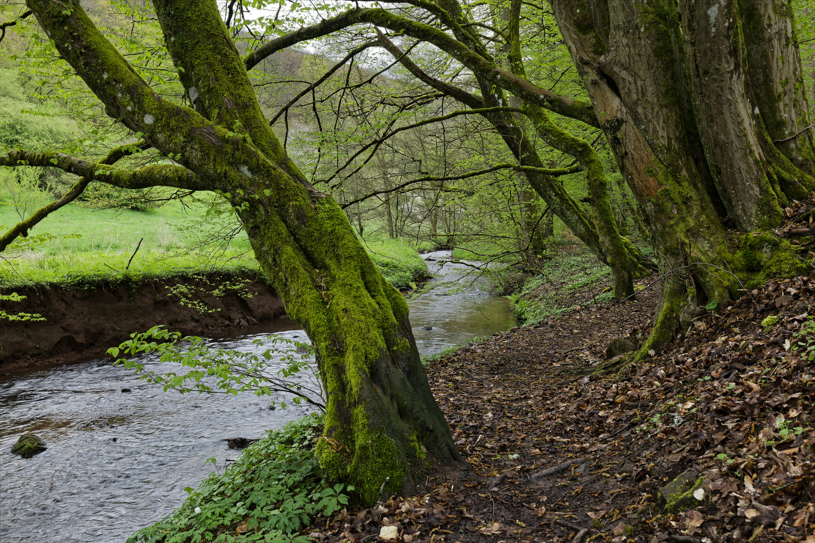 Waldmotive, hier: Frühlingsstart am Lautenbach