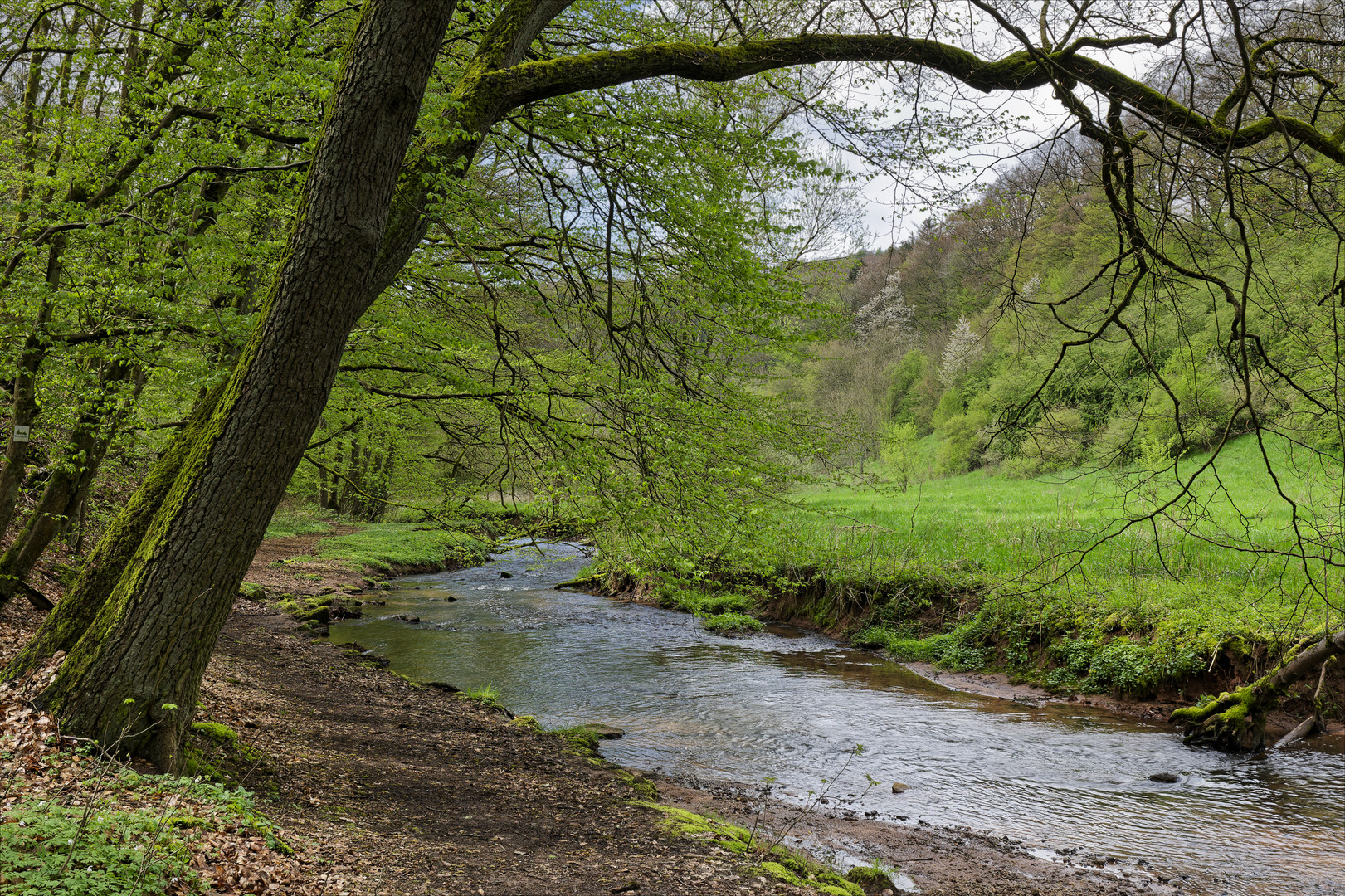 Waldmotive, hier: Frühlingsstart am Lautenbach (6)