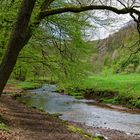 Waldmotive, hier: Frühlingsstart am Lautenbach (6)