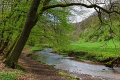 Waldmotive, hier: Frühlingsstart am Lautenbach (6)