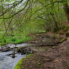 Waldmotive, hier: Frühlingsstart am Lautenbach (7)