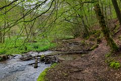 Waldmotive, hier: Frühlingsstart am Lautenbach (7)