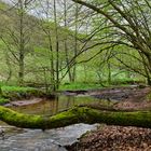 Waldmotive, hier: Frühlingsstart am Lautenbach (8)