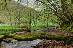 Waldmotive, hier: Frühlingsstart am Lautenbach (8)